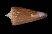 藏品(將軍芋螺)的圖片